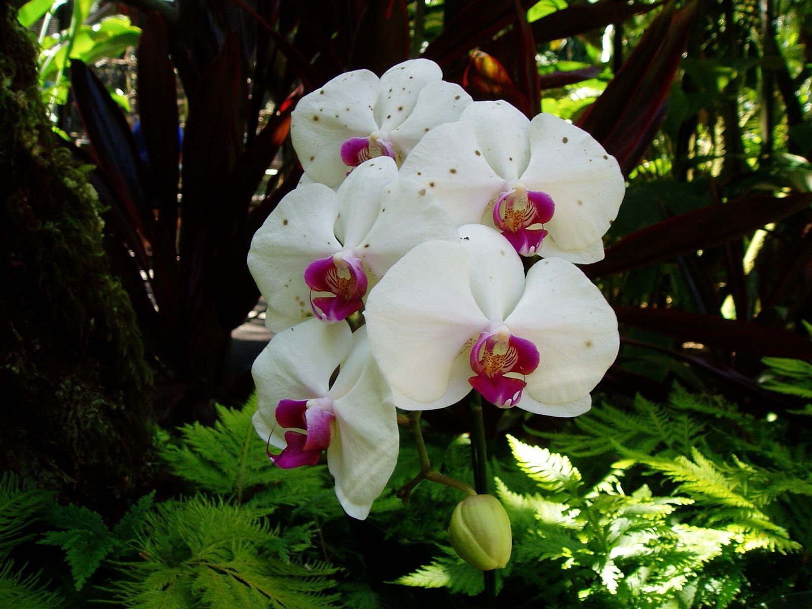 Сулавеси белая Орхидея